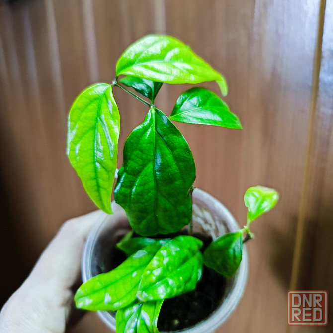 Тунбергия *Мантия короля* Донецк - изображение 2