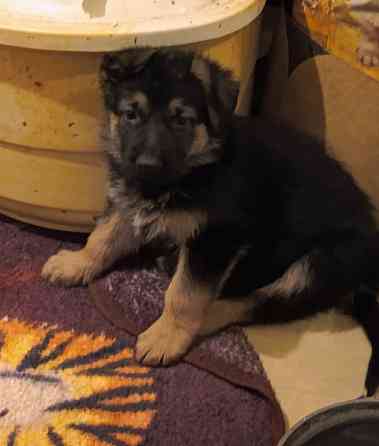 Щенки немецкой овчарки. Донецк