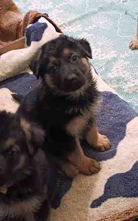 Щенки немецкой овчарки. Донецк