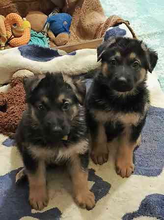 Щенки немецкой овчарки. Донецк