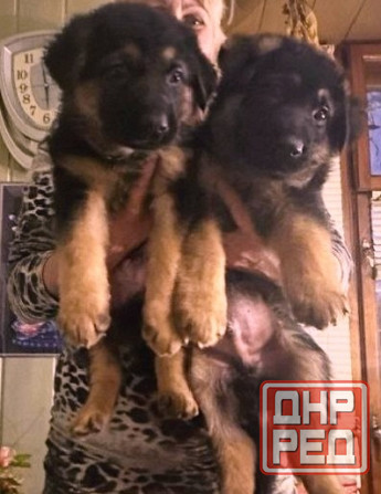 Щенки немецкой овчарки. Донецк - изображение 1