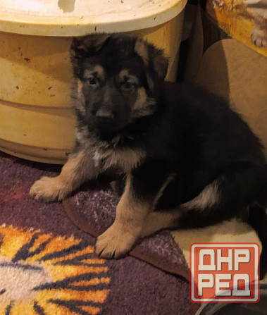 Щенки немецкой овчарки. Донецк - изображение 4