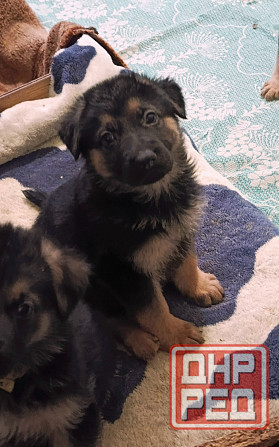 Щенки немецкой овчарки. Донецк - изображение 3