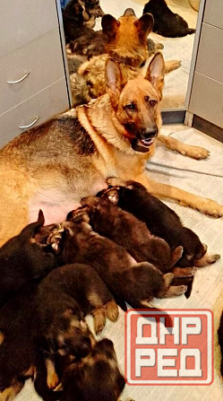 Щенки немецкой овчарки. Донецк - изображение 5