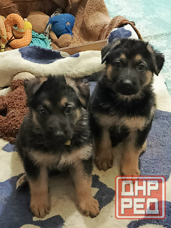 Щенки немецкой овчарки. Донецк - изображение 2