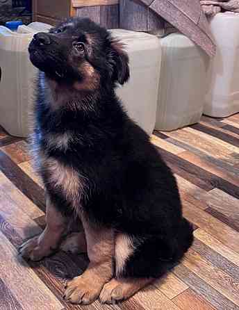 Щенок немецкой овчарки. Донецк