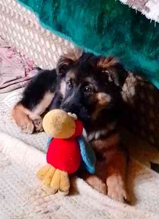 Щенок немецкой овчарки. Донецк