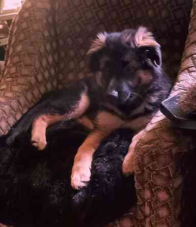 Щенок немецкой овчарки. Донецк