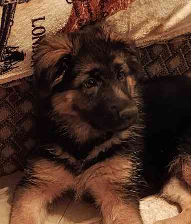 Щенок немецкой овчарки. Донецк