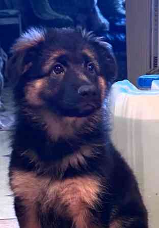 Щенок немецкой овчарки. Донецк