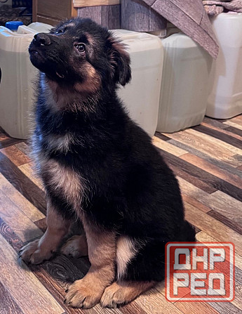 Щенок немецкой овчарки. Донецк - изображение 6