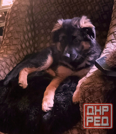 Щенок немецкой овчарки. Донецк - изображение 3