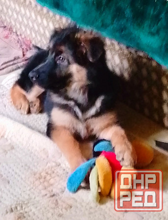 Щенок немецкой овчарки. Донецк - изображение 4