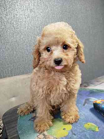 Продам щенков пуделя Донецк