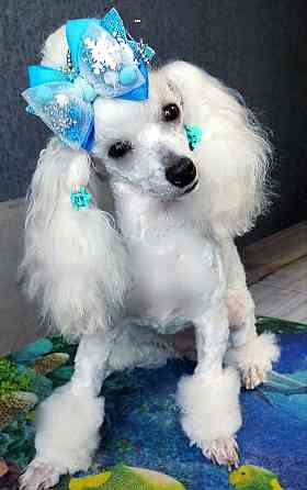 Продам щенков пуделя Донецк