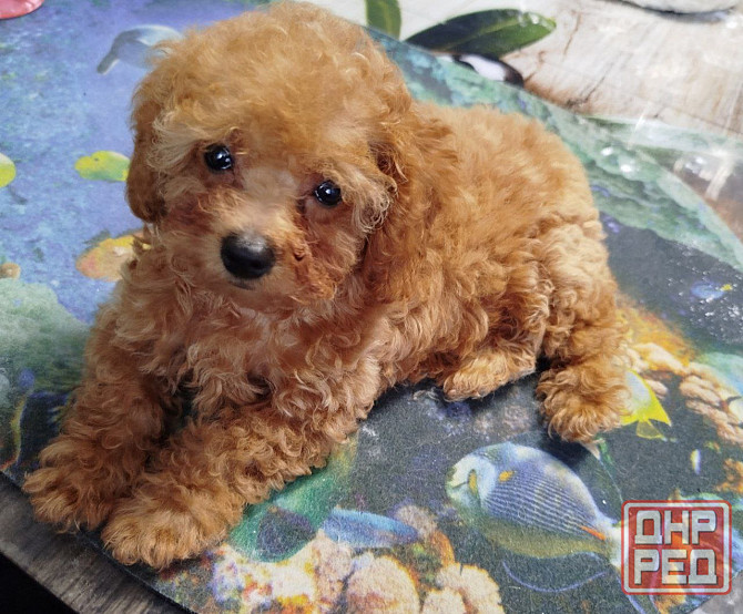 Продам щенков пуделя Донецк - изображение 2