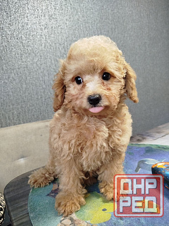 Продам щенков пуделя Донецк - изображение 4