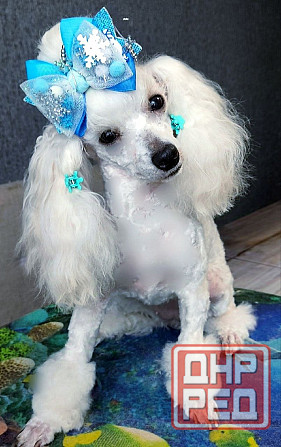 Продам щенков пуделя Донецк - изображение 1