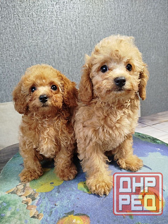 Продам щенков пуделя Донецк - изображение 3