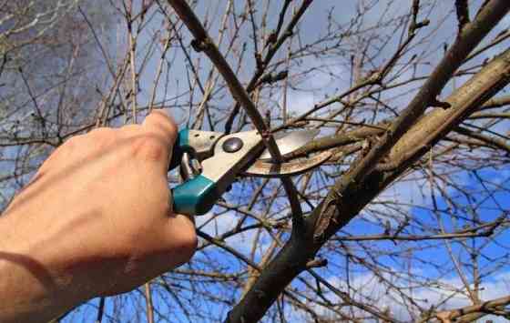 Спил и обрезка фруктовых деревьев и виноградника Луганск