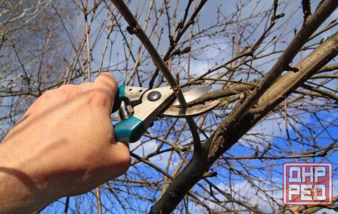 Спил и обрезка фруктовых деревьев и виноградника Луганск - изображение 1