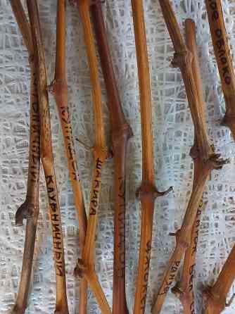 Черенки винограда элитных сортов Луганск