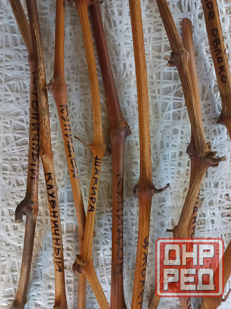 Черенки винограда элитных сортов Луганск - изображение 1