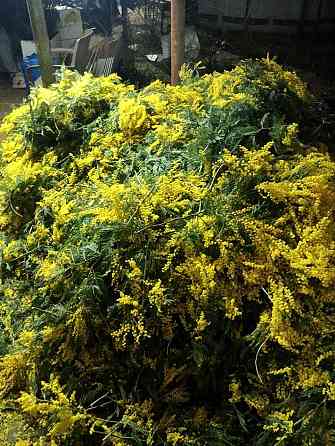 Мимоза Абхазия Донецк