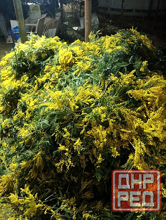 Мимоза Абхазия Донецк - изображение 1