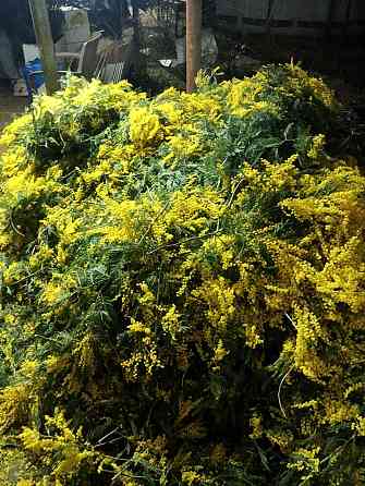 Мимоза из Абхазии опт Донецк