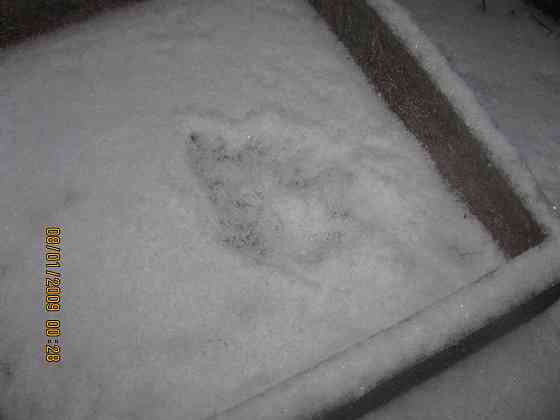 Белка говорит жизнь тяжёлая Донецк