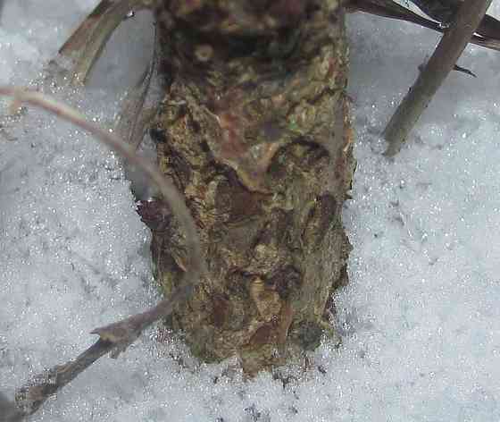 Налёт на зубах, асё "Иван Чай" Донецк