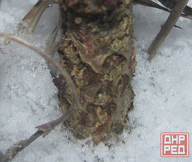 Налёт на зубах, асё "Иван Чай" Донецк - изображение 1