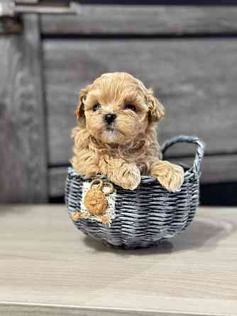 Мини Мальтипушечки F1 Донецк