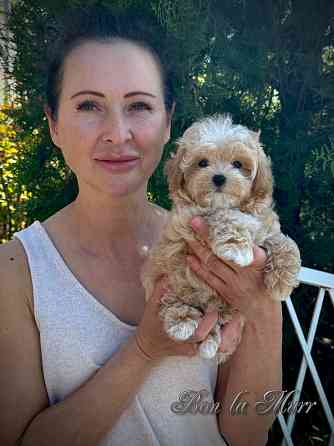 Мини Мальтипушечки F1 Донецк