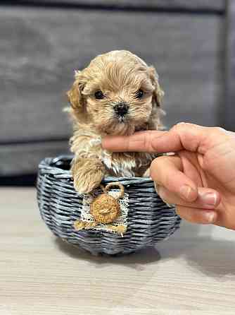 Мини Мальтипушечки F1 Донецк