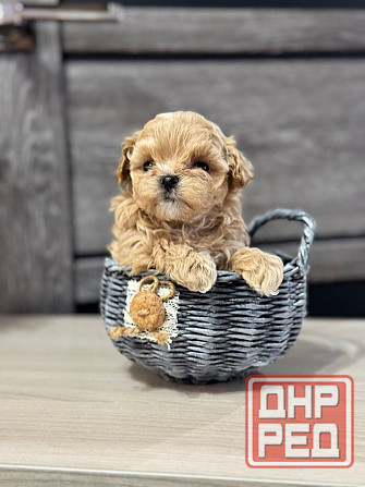 Мини Мальтипушечки F1 Донецк - изображение 2