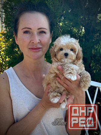 Мини Мальтипушечки F1 Донецк - изображение 1