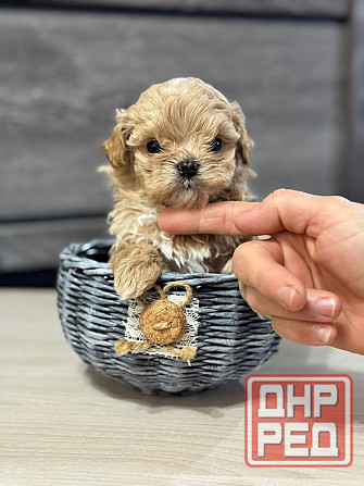 Мини Мальтипушечки F1 Донецк - изображение 1