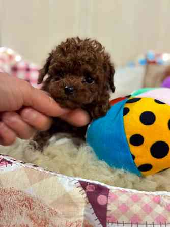 Зайки Мультики Луганск