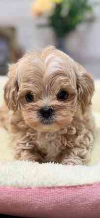 Зайки Мультики Луганск