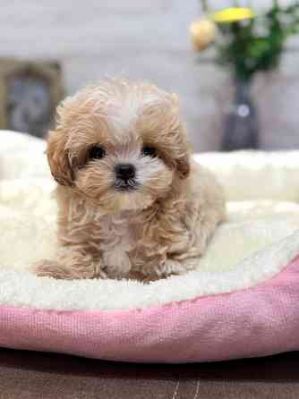 Зайки Мультики Луганск