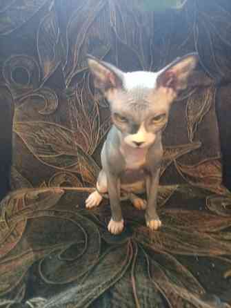 Продается девочка канадского сфинкса Макеевка