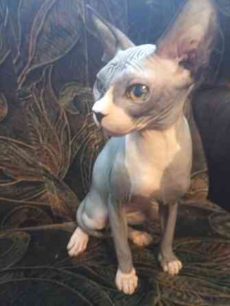 Продается девочка канадского сфинкса Макеевка
