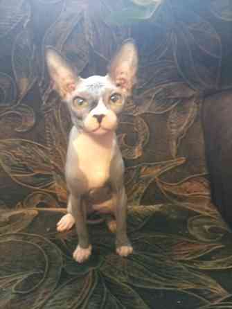 Продается девочка канадского сфинкса Макеевка