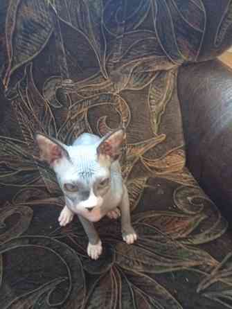 Продается девочка канадского сфинкса Макеевка