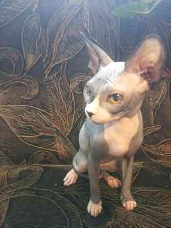 Продается девочка канадского сфинкса Макеевка