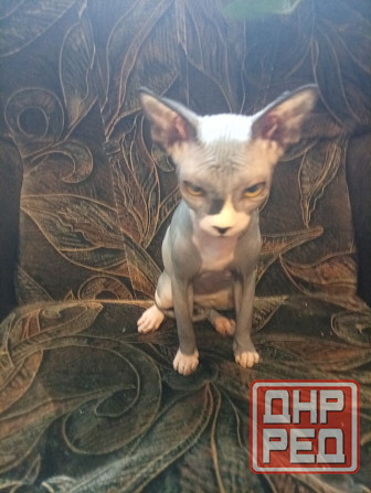 Продается девочка канадского сфинкса Макеевка - изображение 4