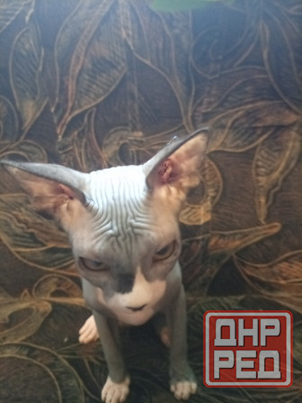 Продается девочка канадского сфинкса Макеевка - изображение 7