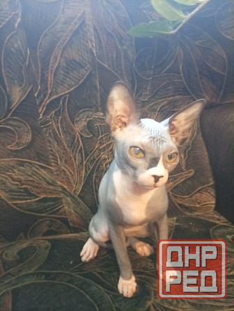 Продается девочка канадского сфинкса Макеевка - изображение 5